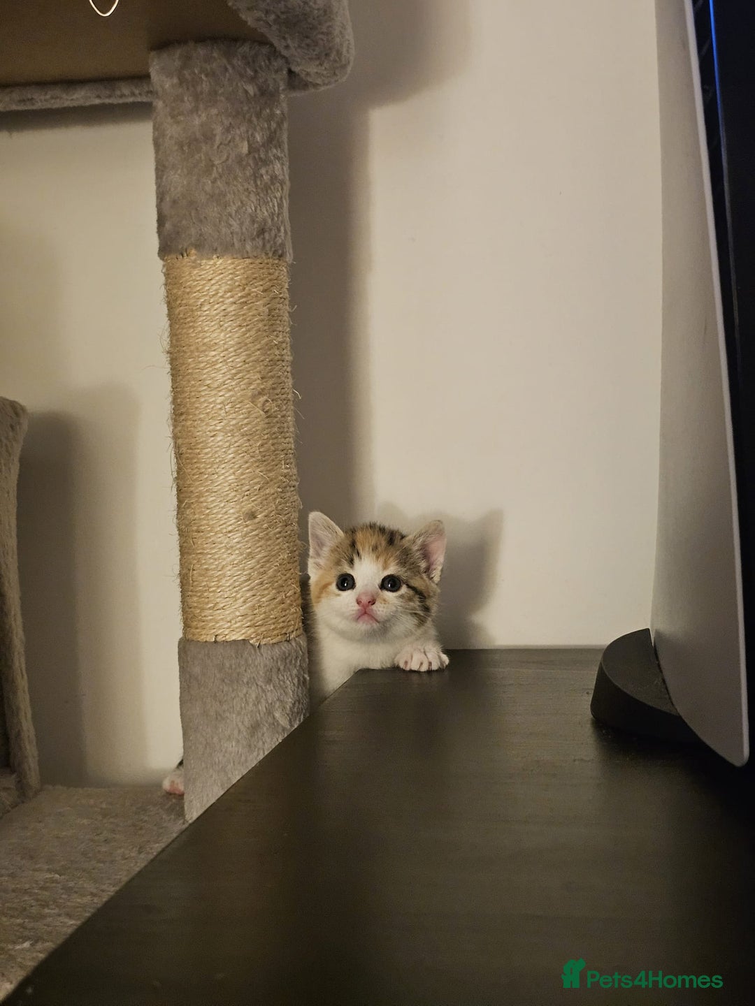 British Shorthair cats for sale: 🐱Four  Sisters Looking for Their Forever Homes!  - Image 26