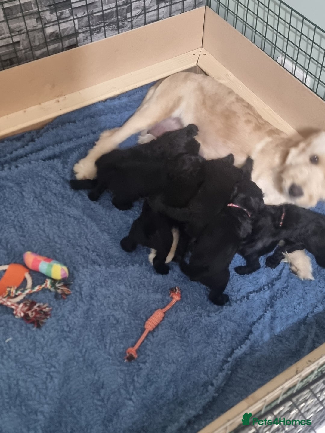 Goldendoodle dogs for sale: 🐾READY TO LEAVE🐾Standard goldendoodle - Image 13