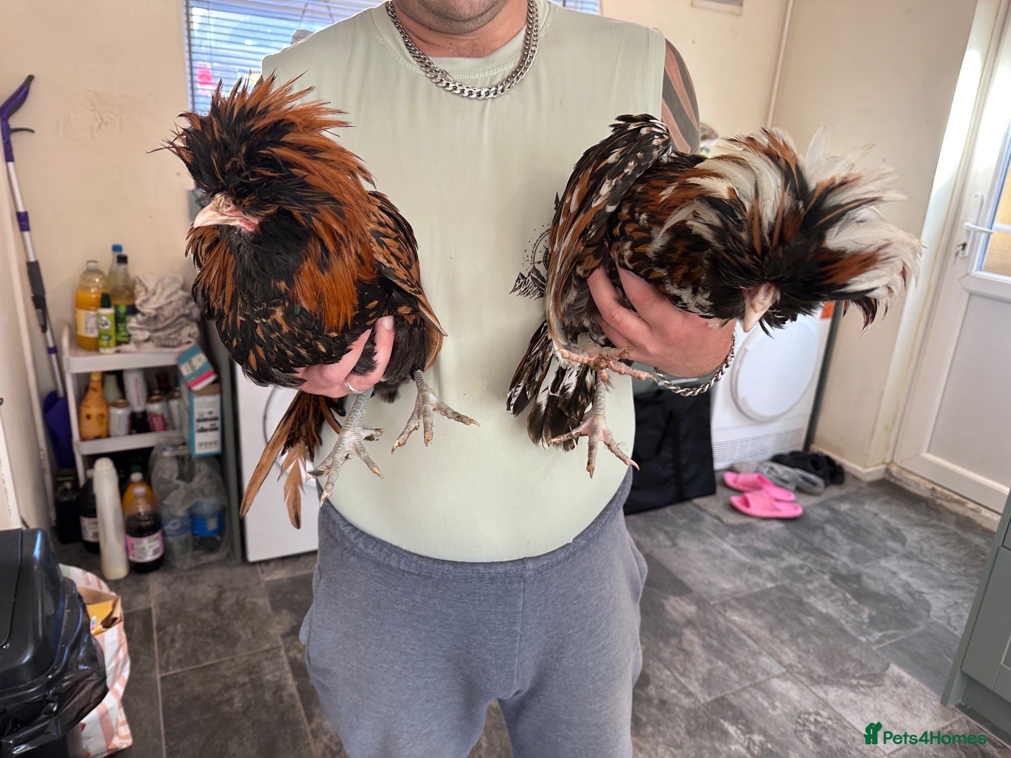 Mixed Breed livestock Tobin’s and gold lace chicken - Advert 1
