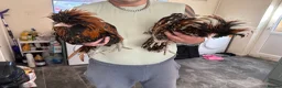 Mixed Breed livestock for sale: Tobin’s and gold lace chicken - Advert 1