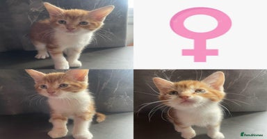 Maine Coon cats - Advert 6