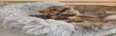 MALE CHOCOLATE ROAN