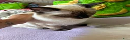Ragdoll cats for sale: LAST 1 pure Ragdoll kitten LEFT✨FREE STARTER PACK - Advert 7