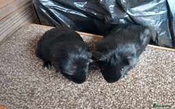 Guinea Pig rodents for sale: Baby guinea pigs  - Image 1