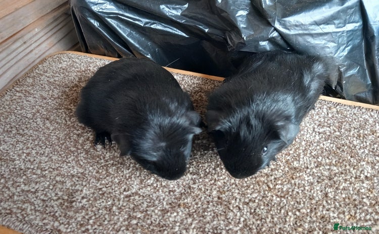 Guinea Pig rodents - Advert 9