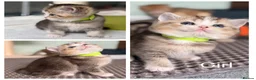 British Shorthair cats for sale: British sh/longhair golden marble kittens - Advert 3