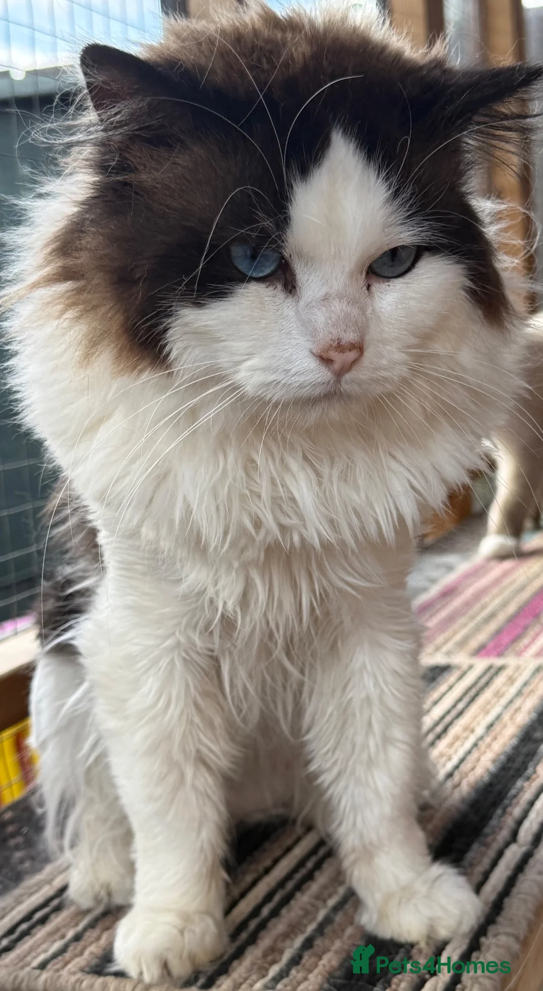 Ragdoll cats for stud: 💙STUNNING PROVEN  BI-COLOUR MALE FOR STUD 💙💙 - Advert 1