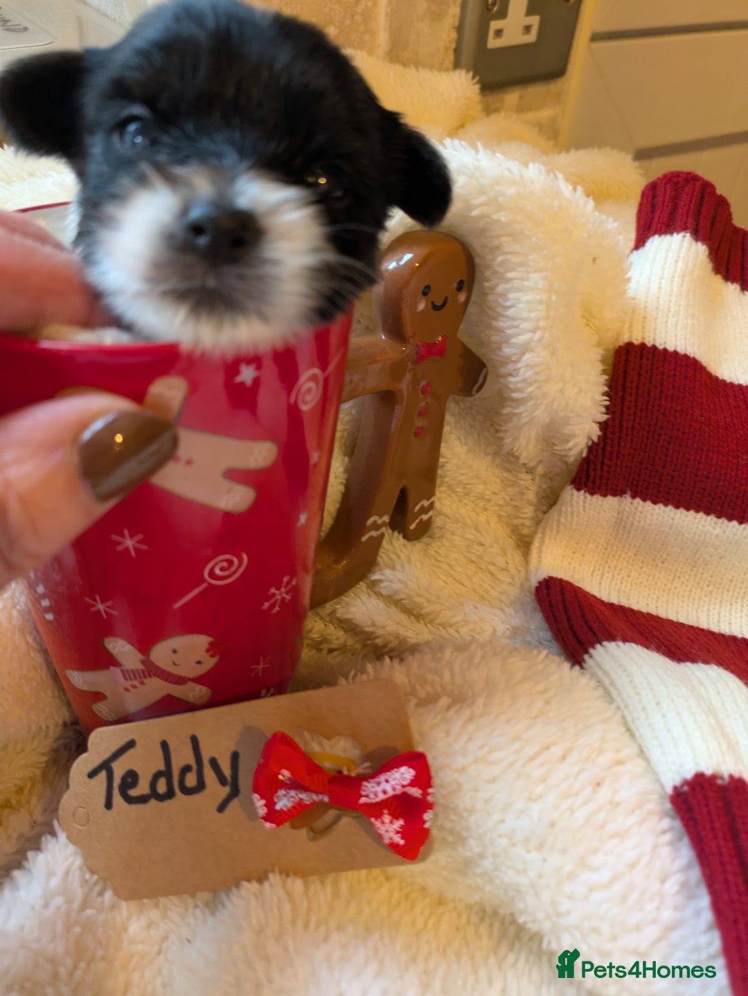 Biewer Terrier dogs for sale: Adorable Purebred Biewers  - Image 12