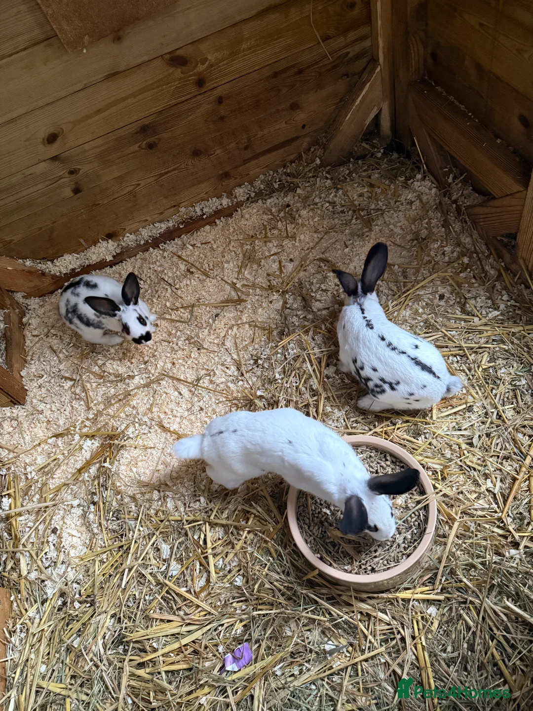 English Spot rabbits for sale: English spot kits ready now - Advert 15