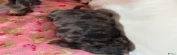 Dachshund dogs for sale: Beautiful dachshund puppies for sale  - Advert 7