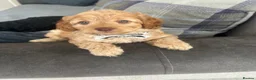 Cockapoo dogs for sale: Cockapoo puppies for Sale - Advert 9