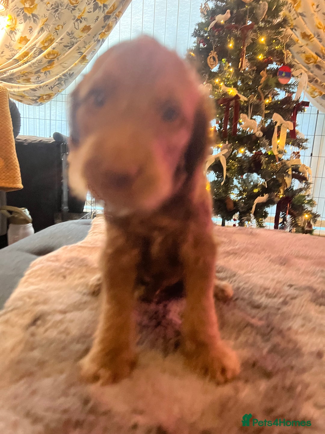 Cockapoo dogs for sale: Cockapoo puppies  - Advert 14