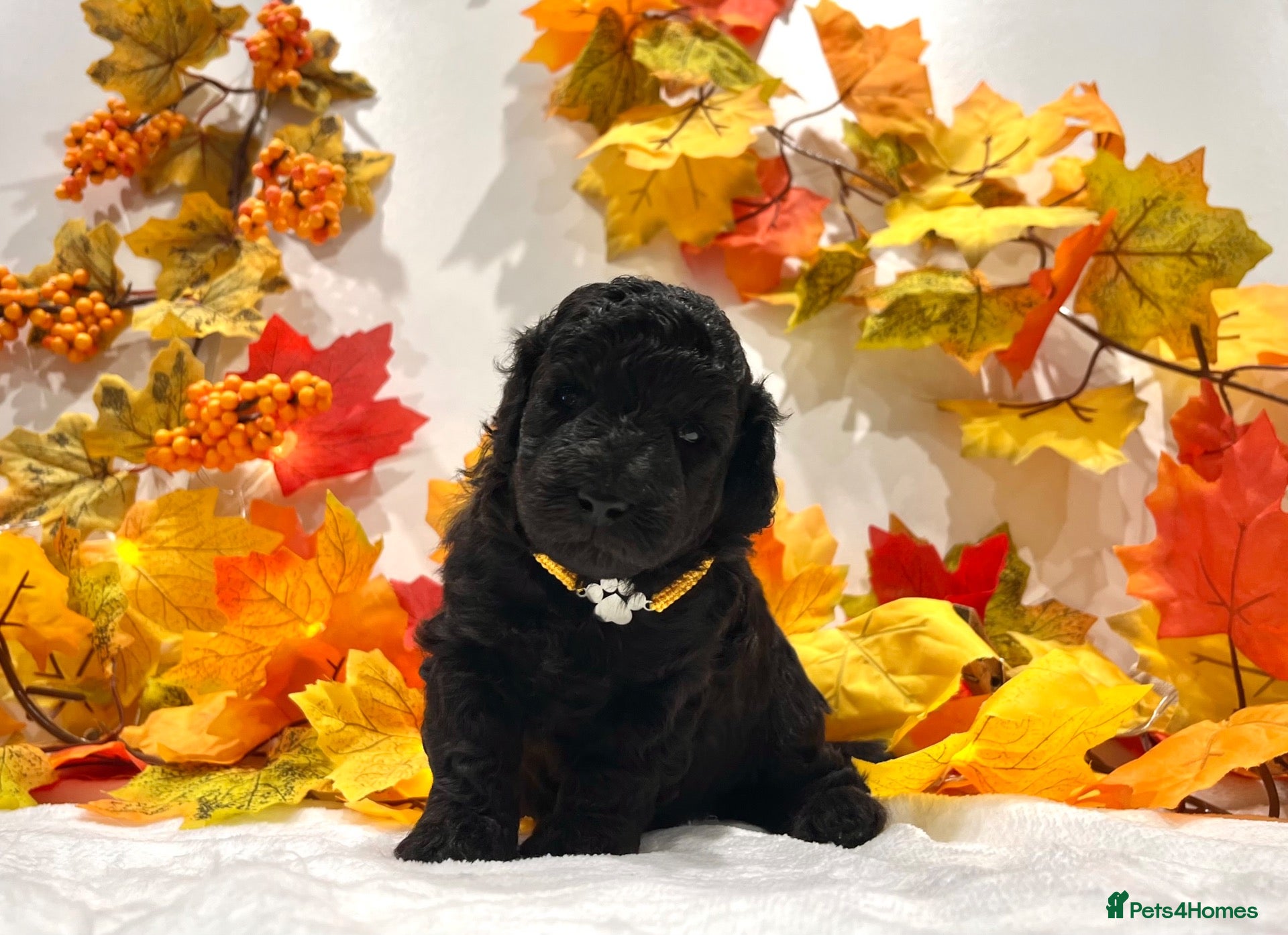 Poodle dogs 🌟RARE Silver Miniature Poodle Puppies DNA CLEAR🌟 - Advert 1