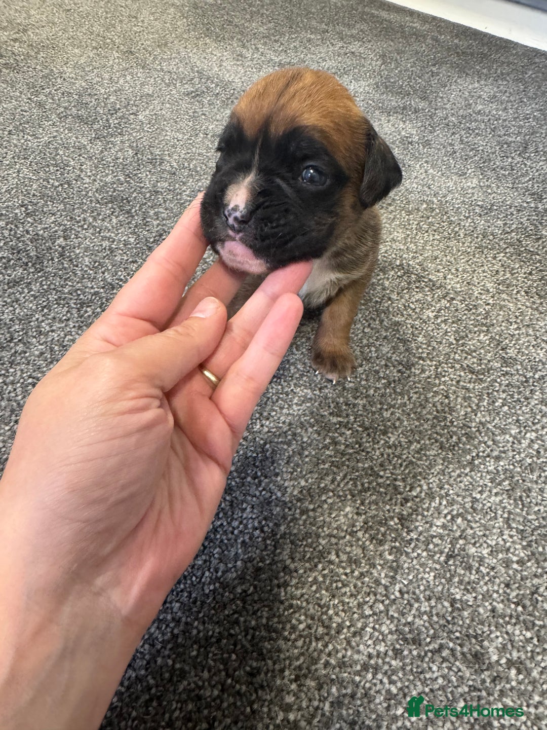 Boxer dogs for sale: KC Registered Boxer Puppies - Image 13