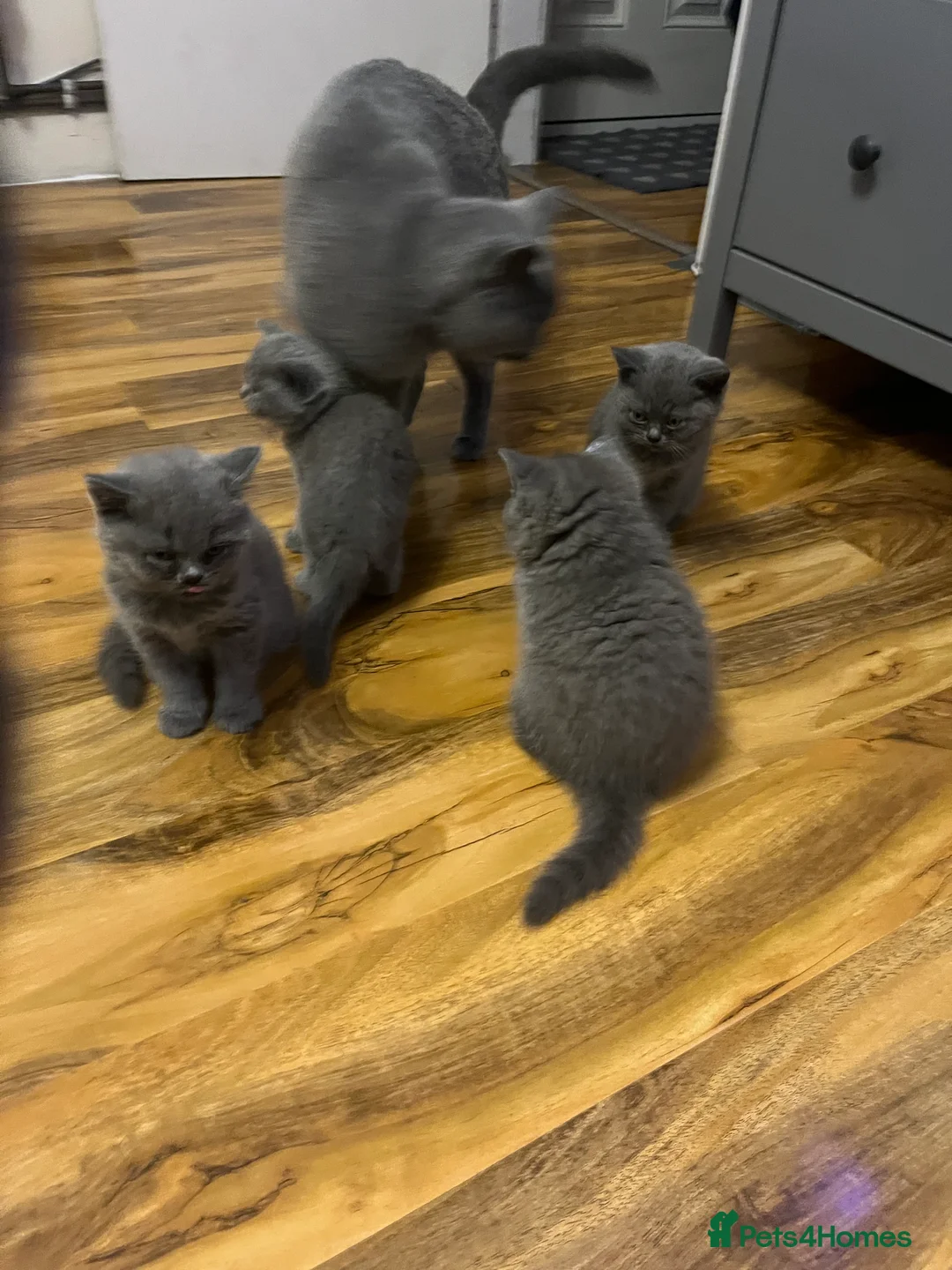 British Shorthair cats for sale: Lovely british shorthair kittens  - Advert 12