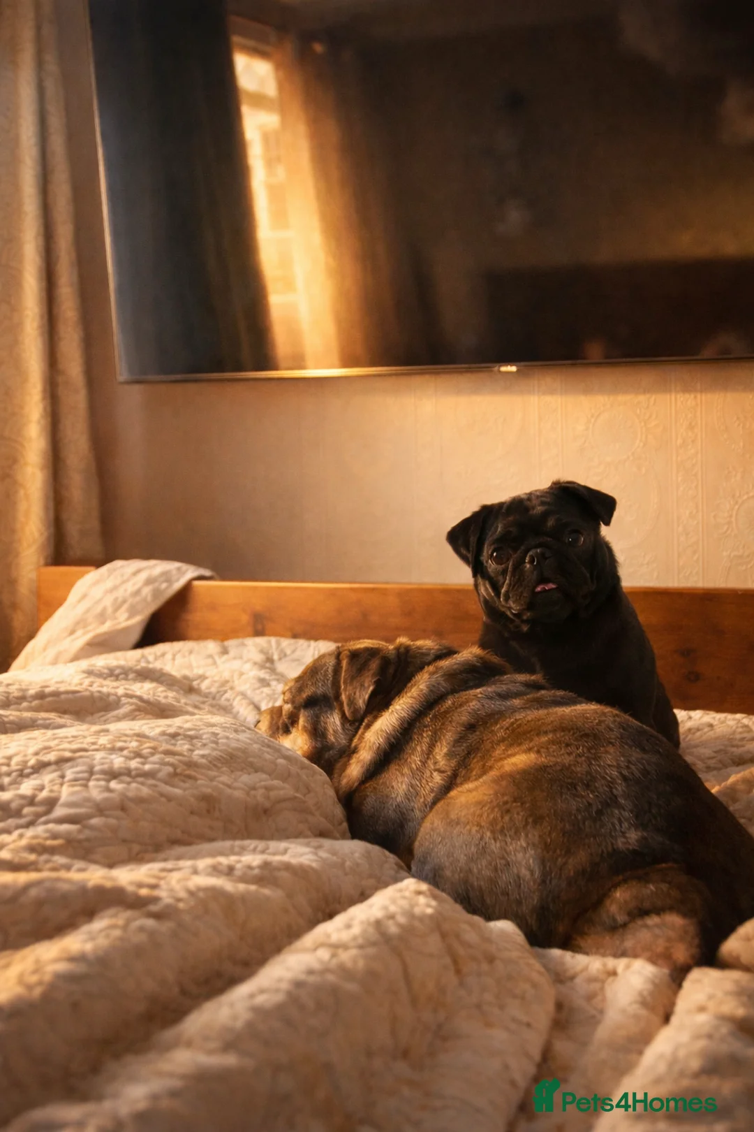 English Bulldog dogs for sale: Handsome British Bulldog Male - Advert 2