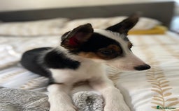 Border Collie dogs for sale: Border collies Dundee  - Image 13