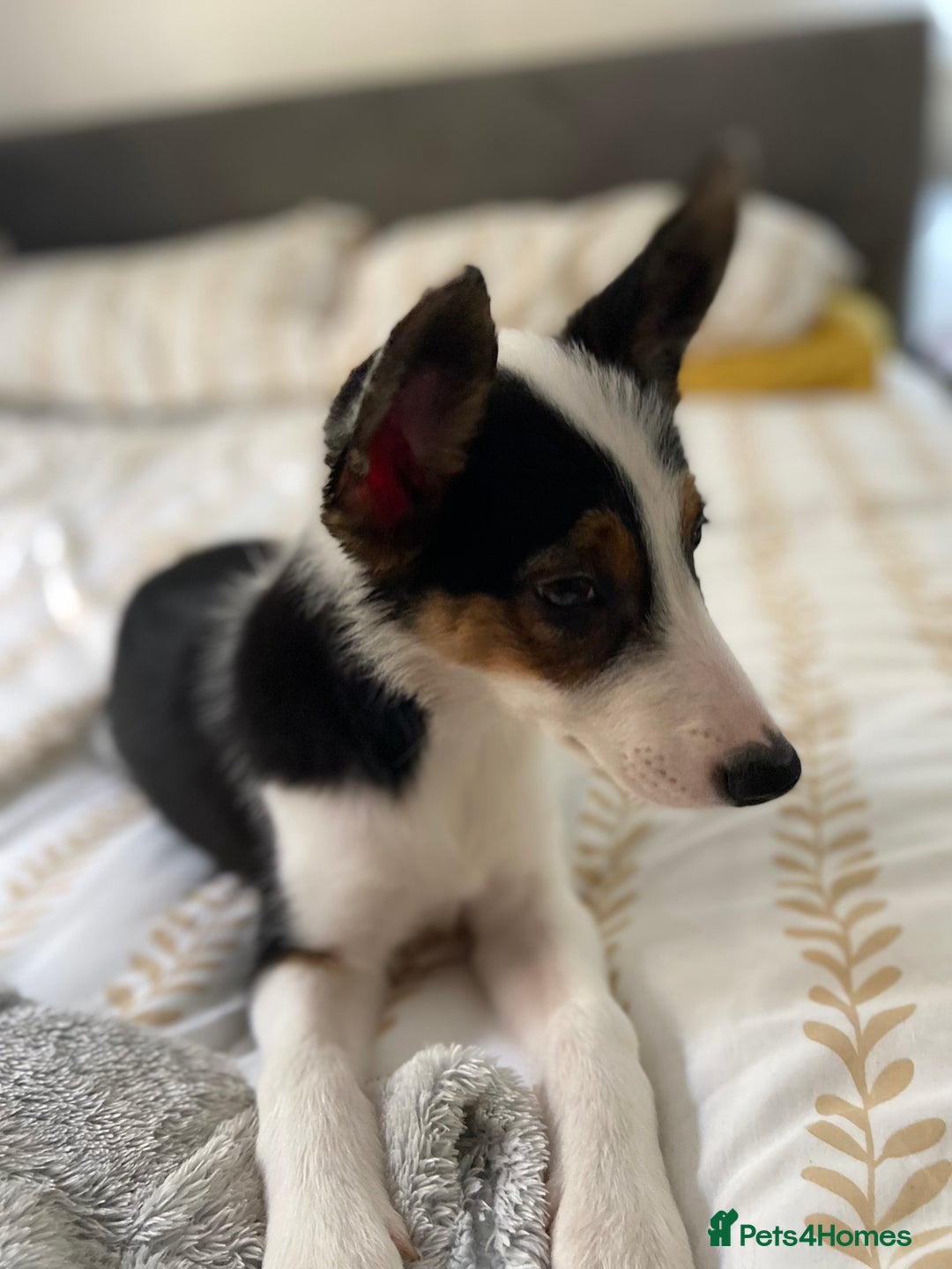 Border Collie dogs for sale: Border collies Dundee  - Image 13