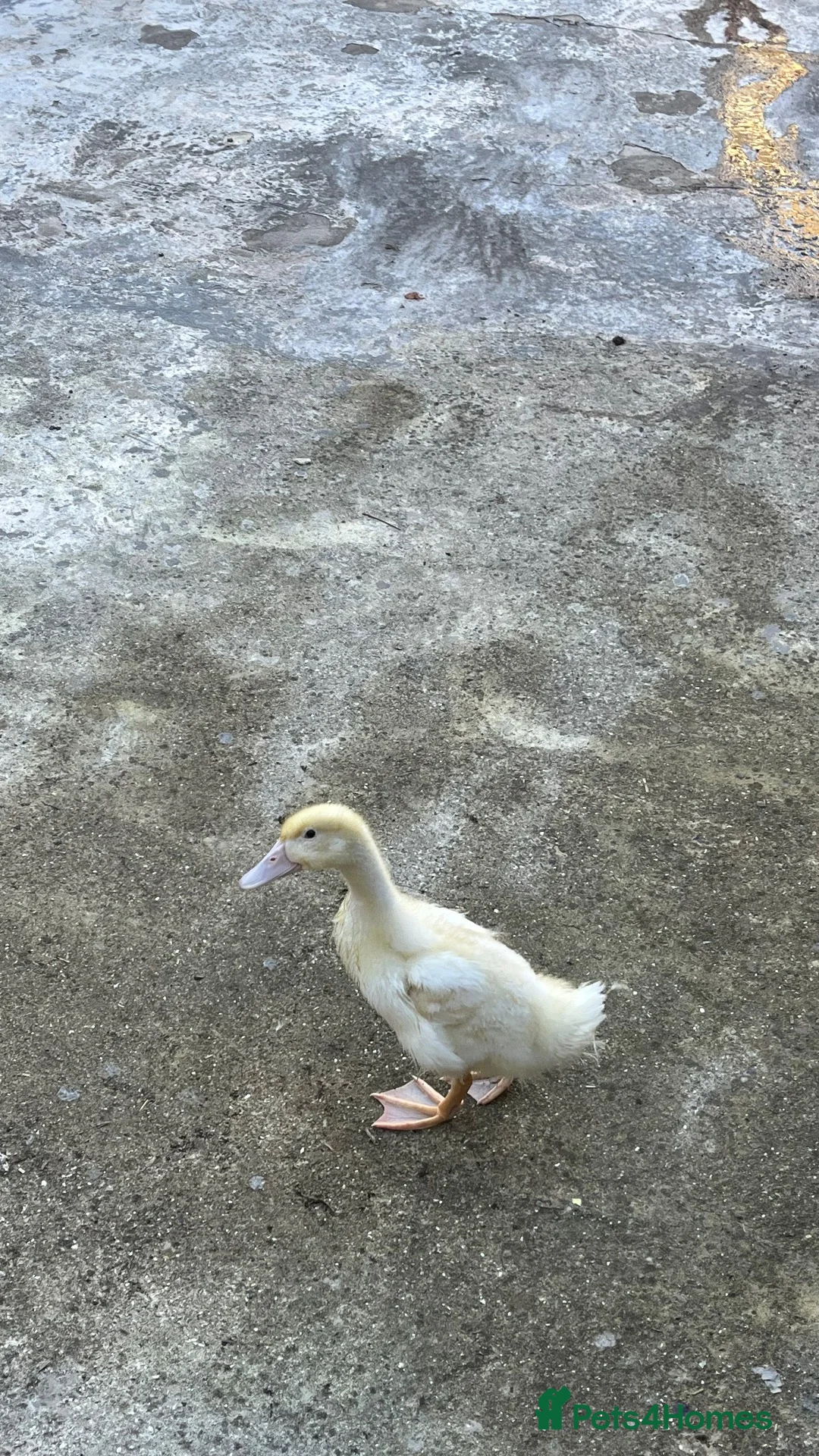 Ducks poultry for sale: Pure Aylesbury Duckling. Just 1  - Advert 4