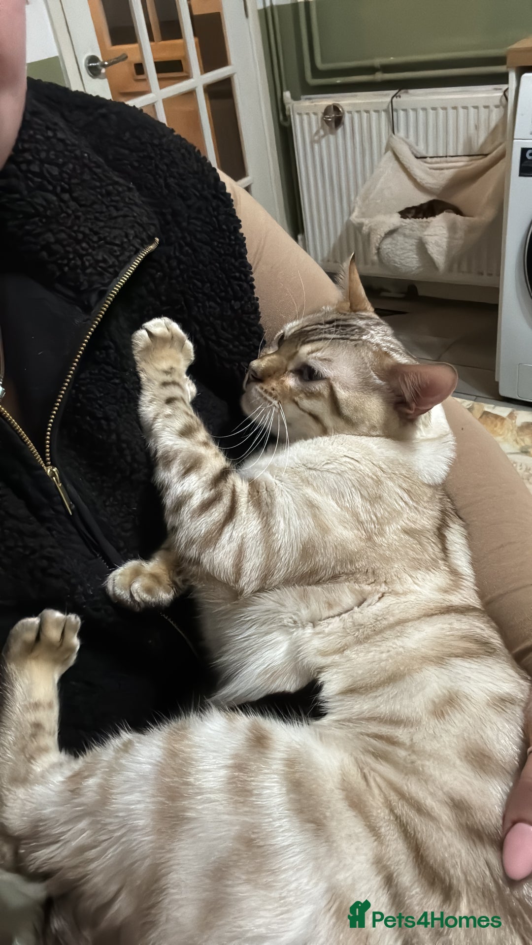 Bengal cats for stud: TICA Seal Lynx Snow Blue Eyed Bengal Stud in Thetford - Advert 6