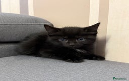 Mixed Breed cats for sale: 3 Black Male and 3 Black Female  - Image 5