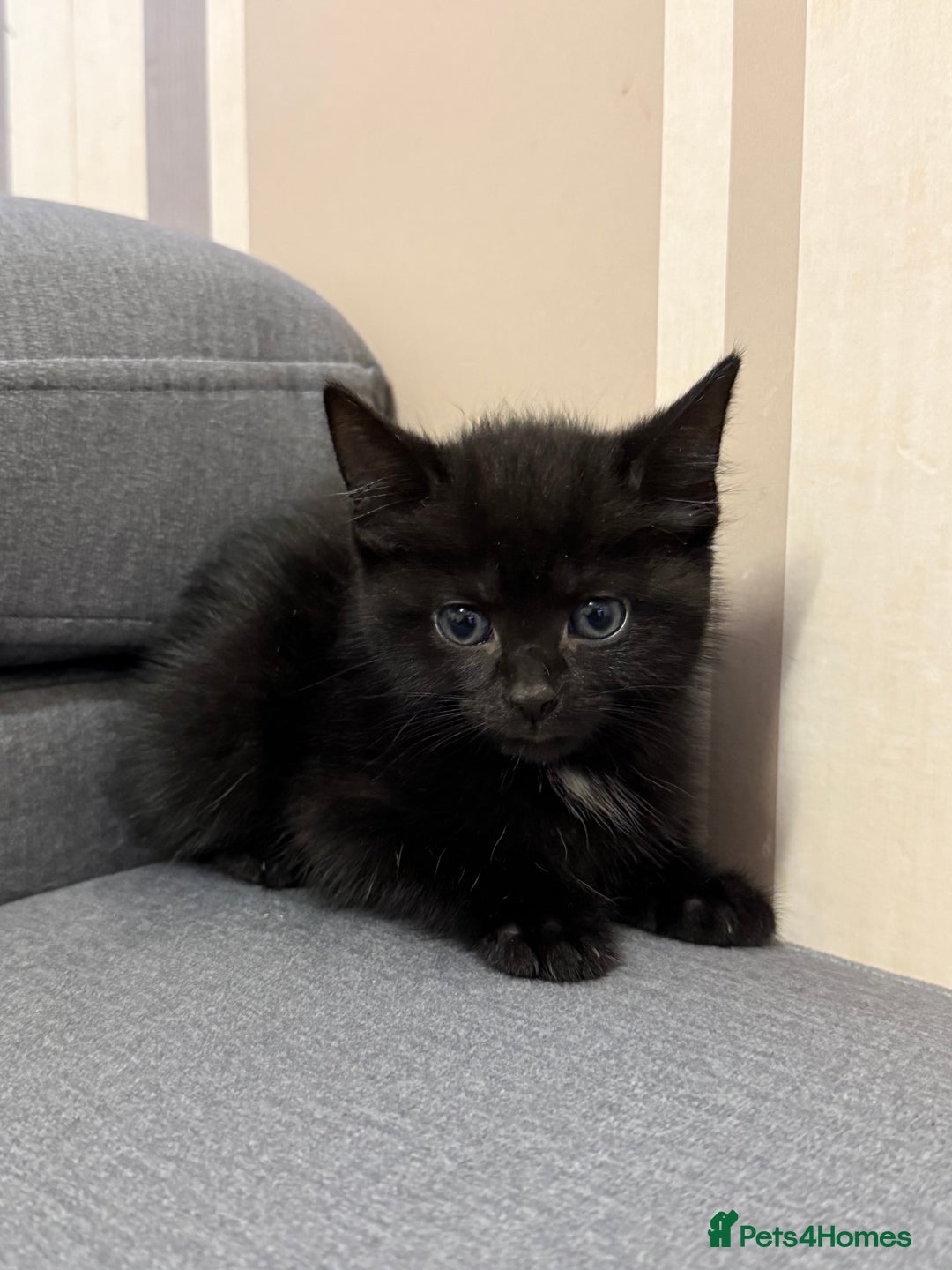 Mixed Breed cats for sale: 3 Black Male and 3 Black Female  - Image 5