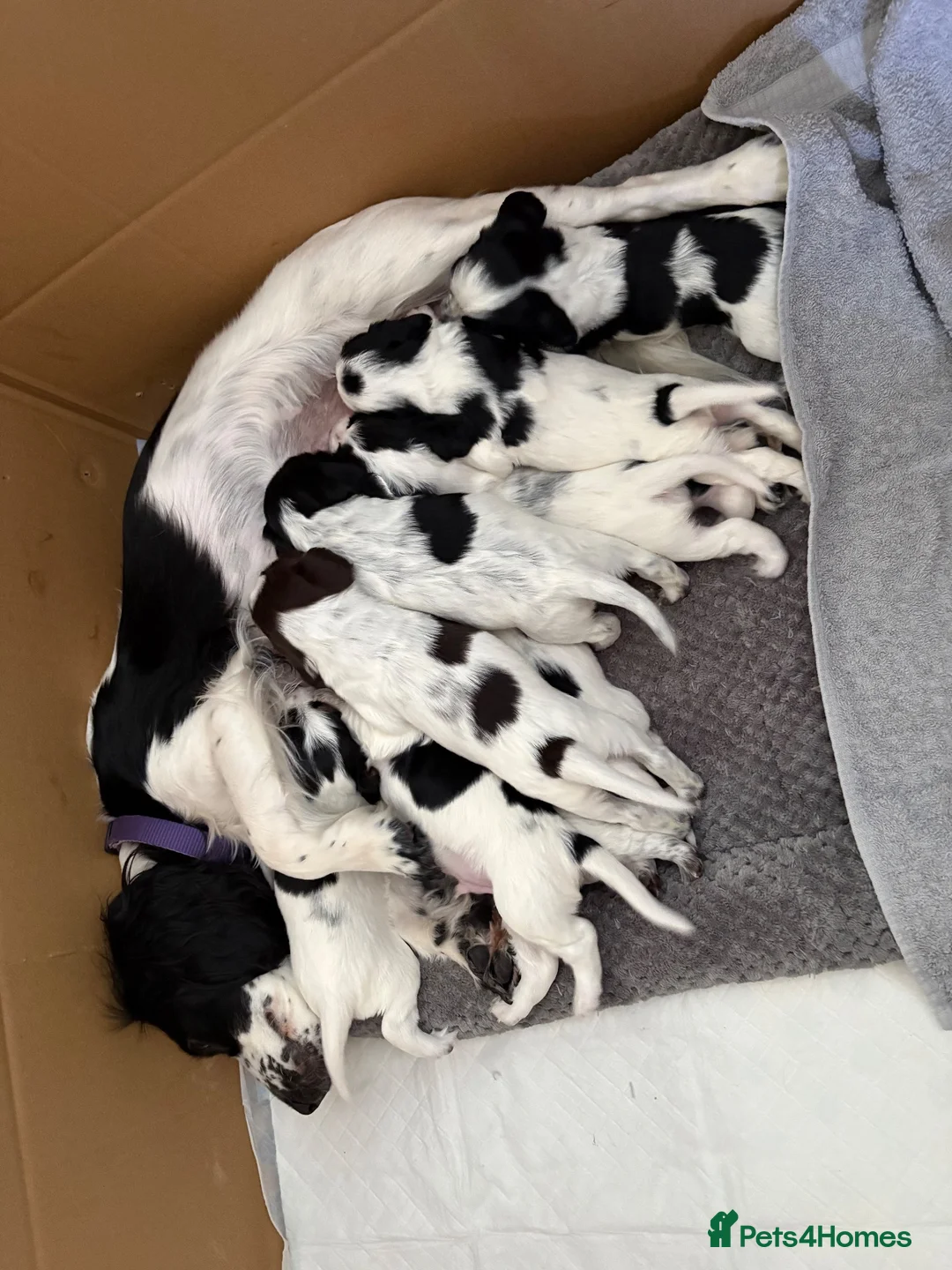 Cocker Spaniel dogs for sale: Working cocker spaniel puppies - Advert 2