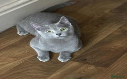 Russian Blue cats for sale: Russian blue  - Image 11