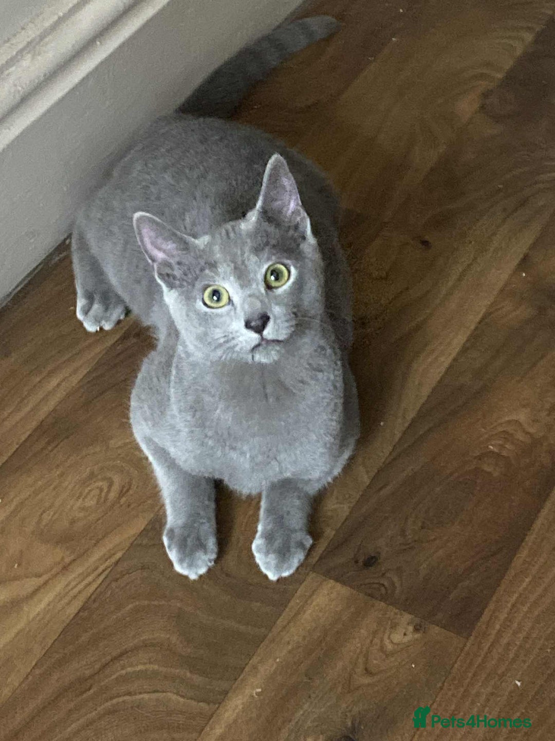 Russian Blue cats for sale: Russian blue  - Image 11