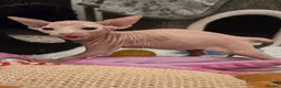 Sphynx cats for sale: Spectacular Sphynx kittens TICA & GCCF  DBE - Advert 7