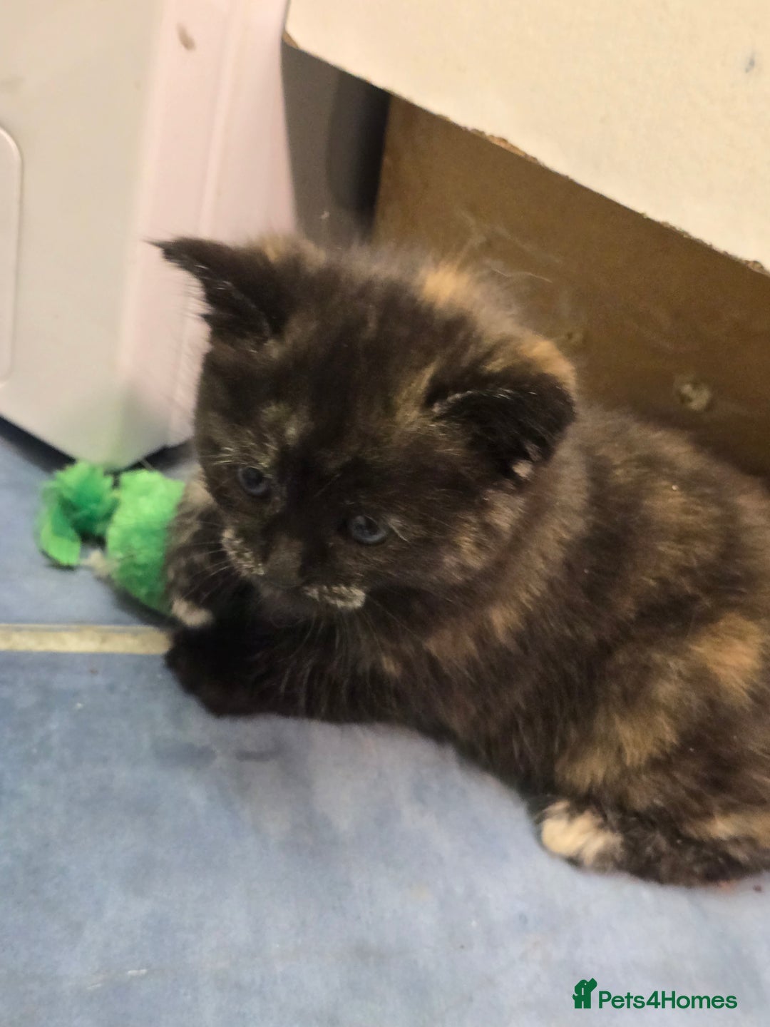 Mixed Breed cats for sale: Very playful male kitten, ready to go - Advert 6