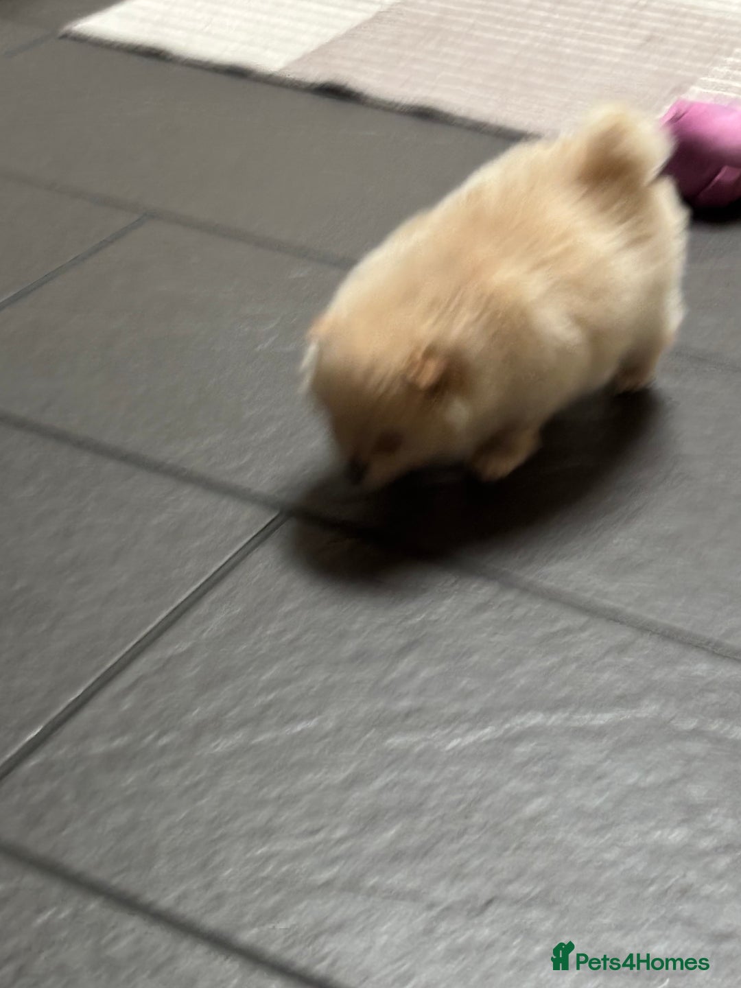 Pomeranian dogs for sale:  Pomeranians pups ready to go on 31st dec  - Advert 18