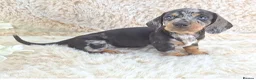 Dachshund dogs for sale: Classic Miniature Dachshund Puppies  - Advert 6