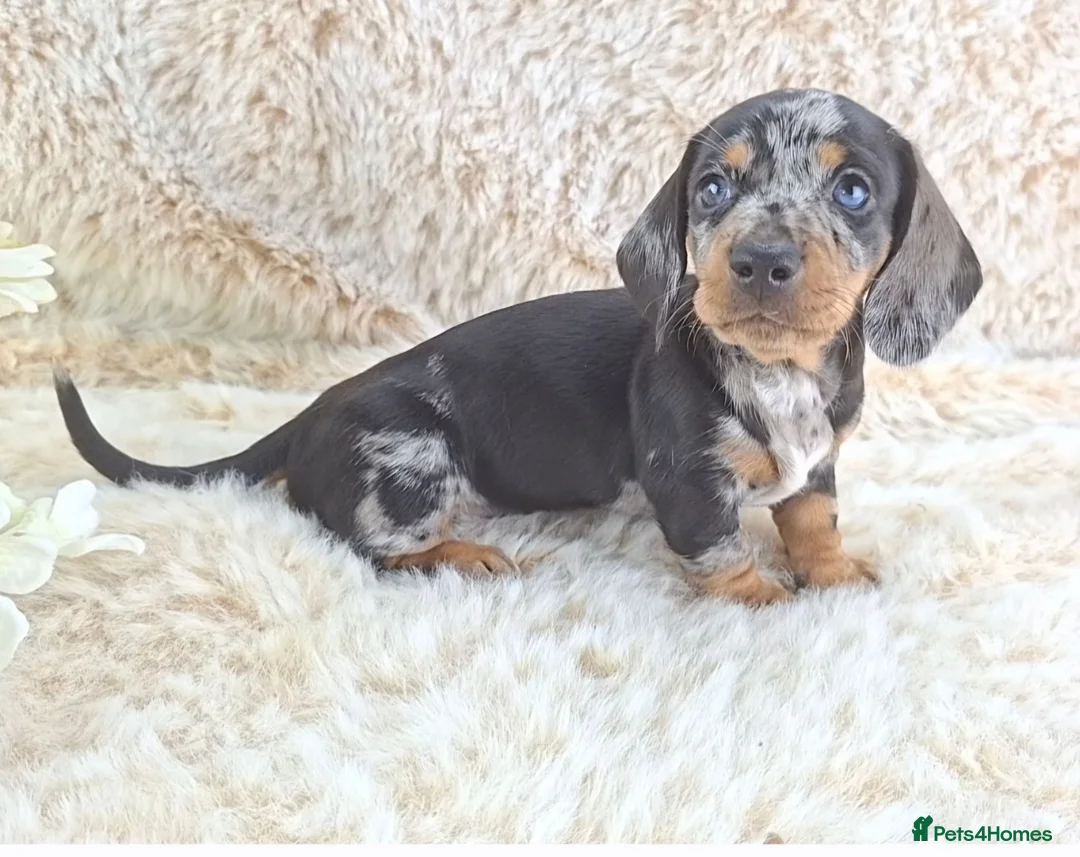 Dachshund dogs for sale: Classic Miniature Dachshund Puppies  - Advert 6