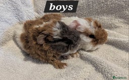 Guinea Pig rodents for sale: Baby sheltie and texel guineapigs  - Advert 14