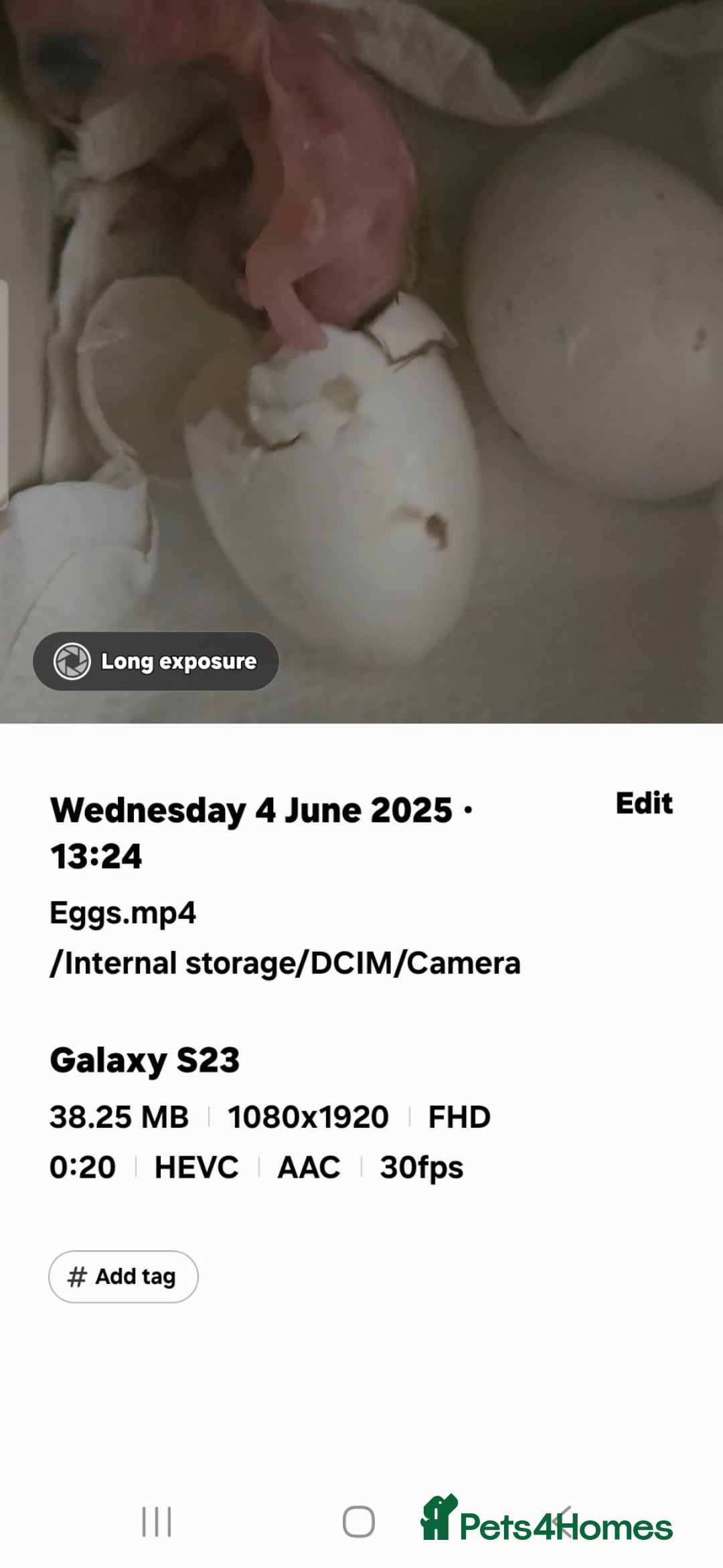 Parrots birds for sale: Beautiful blue front Amazon  - Advert 8