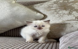 Ragdoll cats for sale: 2 BAby ragdolls ready NOW !! - Image 6