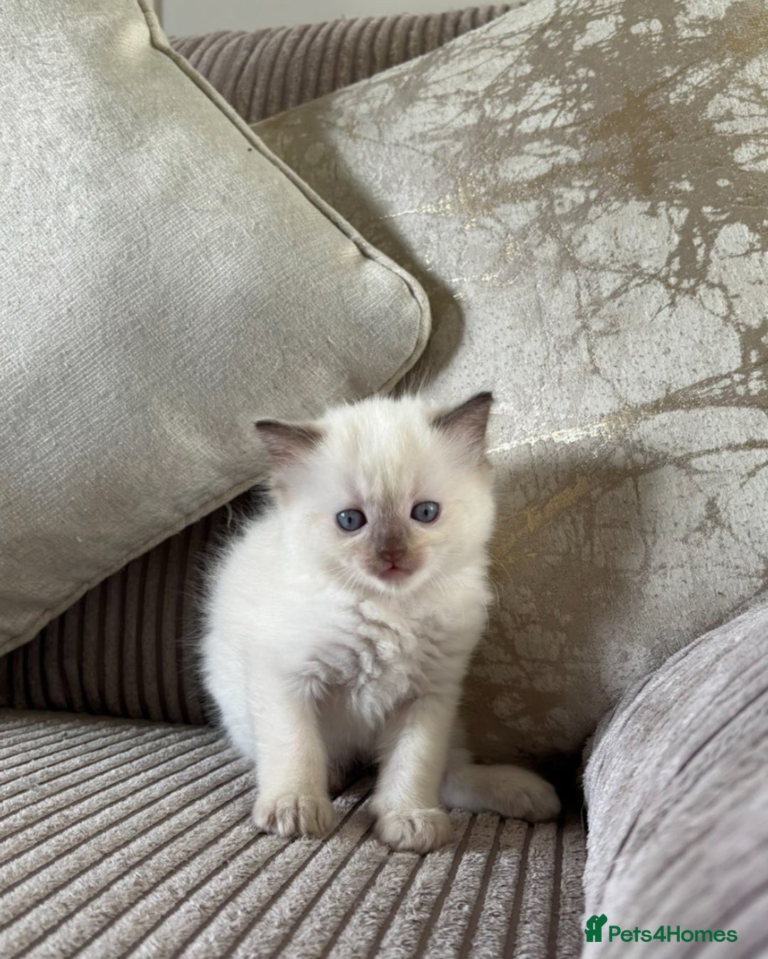 Ragdoll cats for sale: 2 BAby ragdolls ready NOW !! - Image 6