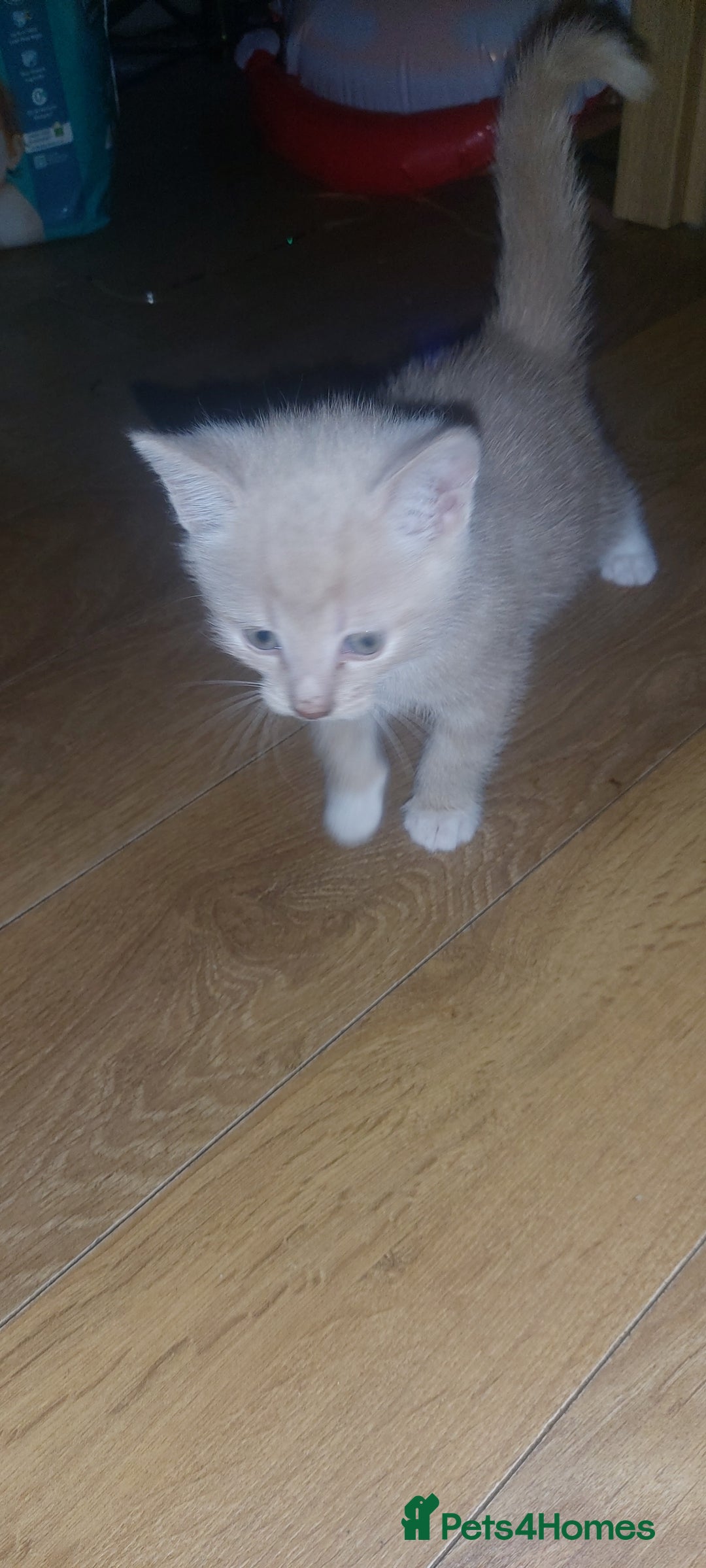 Mixed Breed cats for sale: 1 white, ginger and caramac kitten  - Advert 23