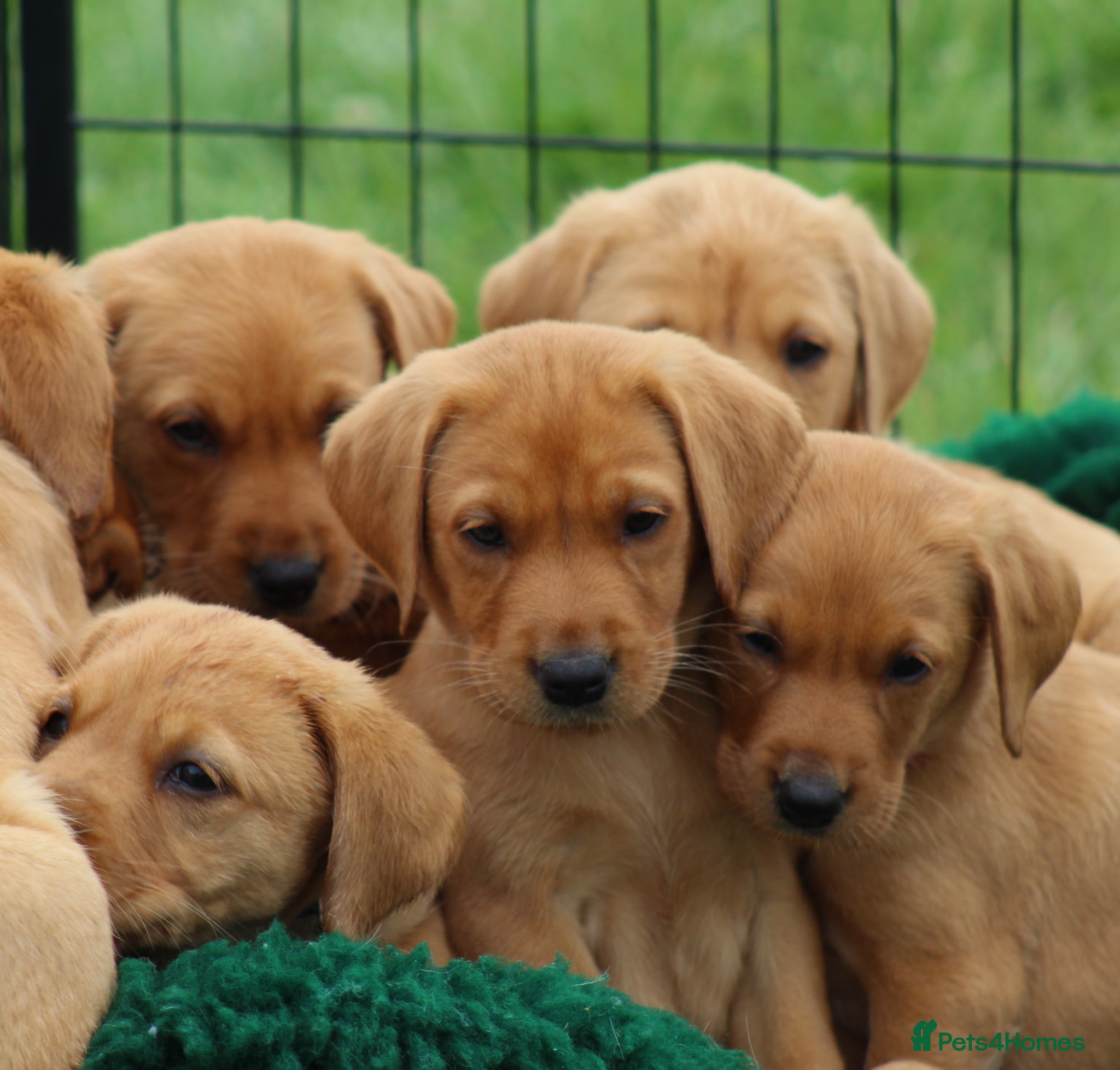 Labrador Retriever dogs Health Tested Labrador Puppies For Sale  - Advert 1