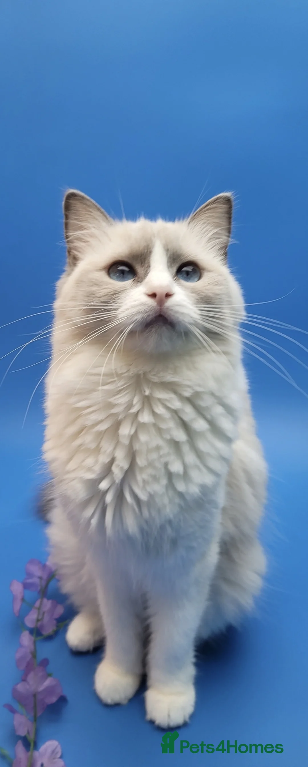 Ragdoll cats for sale: Purebred, Registered rare lilac point male - Advert 2