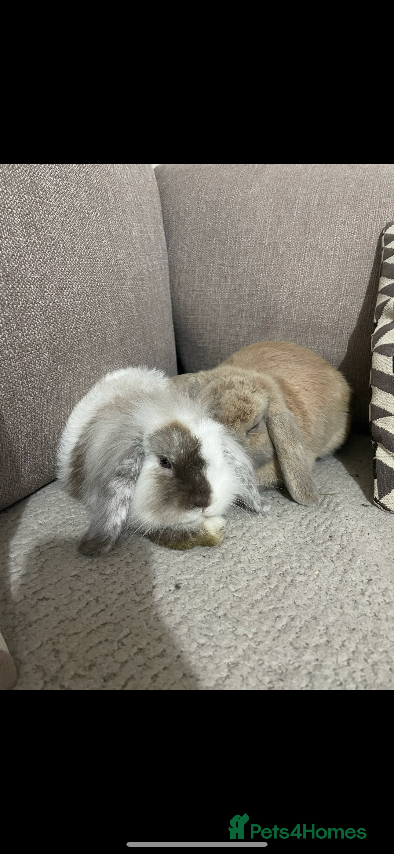 Mini Lop rabbits Bonded pair of bunnies for rehoming 🐰❤️ - Advert 5