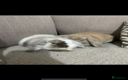 Mini Lop rabbits for sale: Bonded pair of bunnies for rehoming 🐰❤️ - Image 1