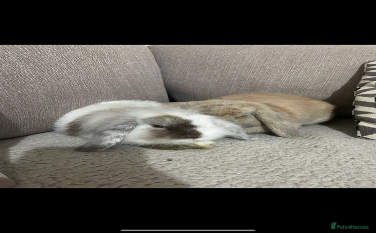 Mini Lop rabbits - Advert 1