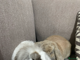 Mini Lop rabbits - Advert 1