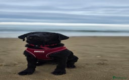 Labrador Retriever dogs for sale: Labrador for sale - Image 16