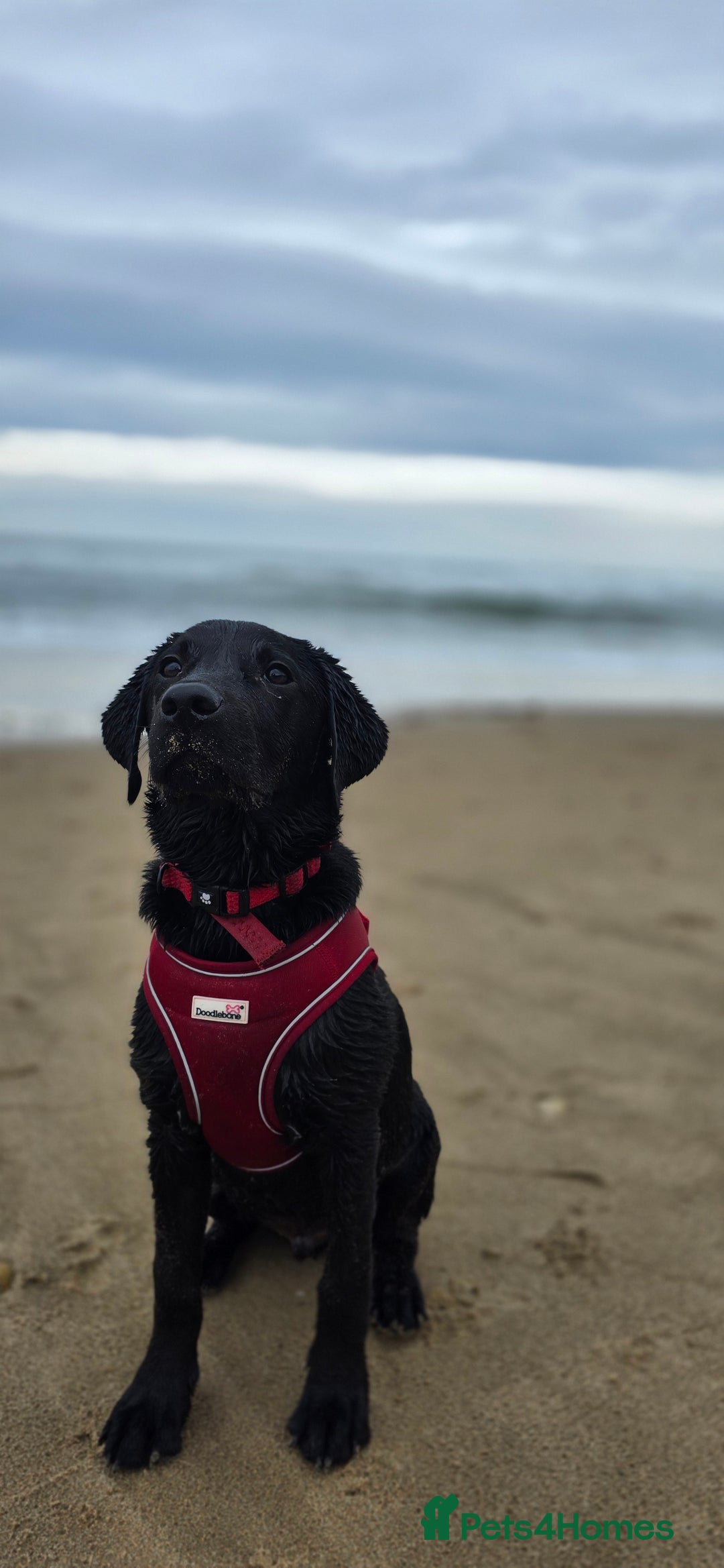 Labrador Retriever dogs for sale: Labrador for sale - Image 16