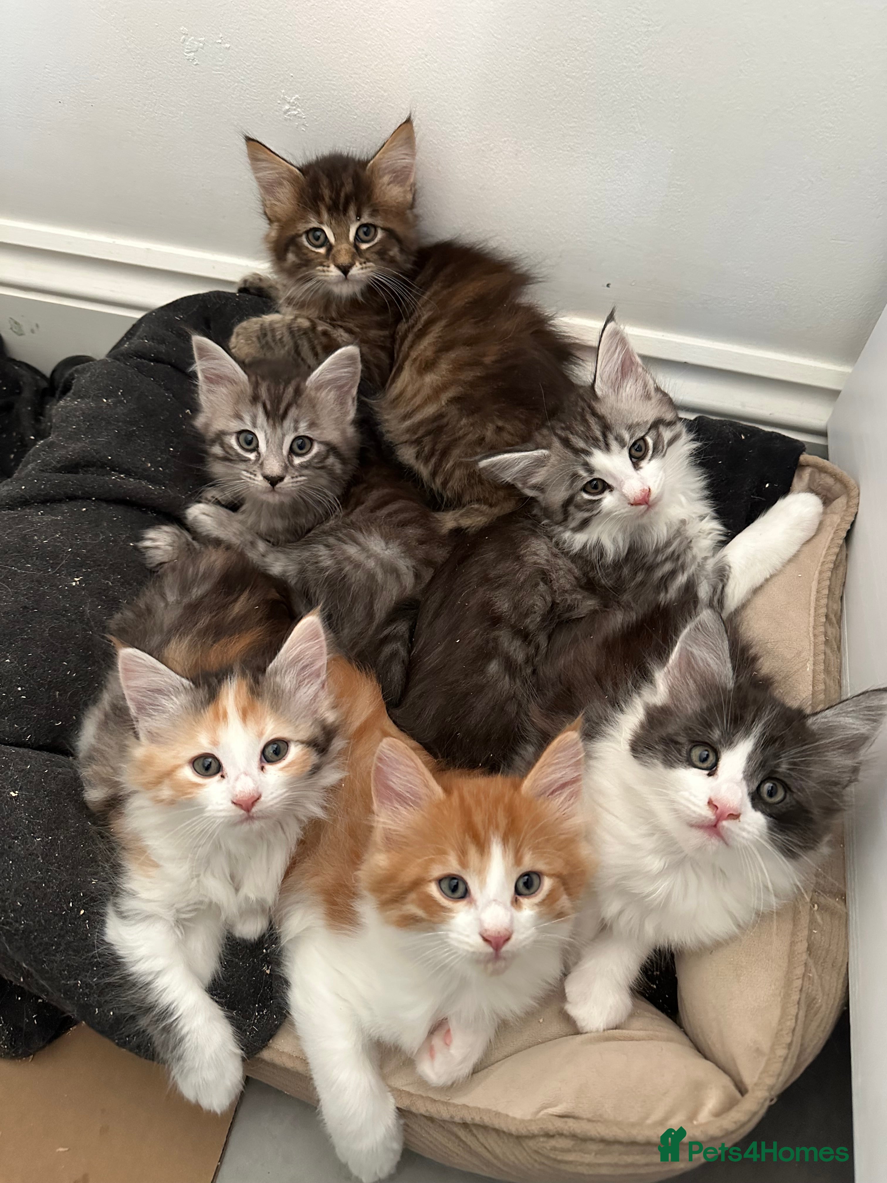 Maine Coon cats 6x Maine Coon kittens for sale - Advert 13