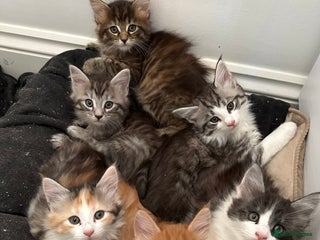 Maine Coon cats 6x Maine Coon kittens for sale - Advert 13