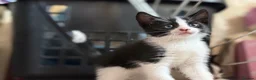 Mixed Breed cats for sale: Adorable black & white boy kittens - ready in 2wks - Advert 26